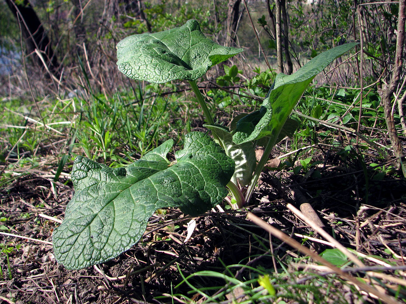 Image of Arctium lappa specimen.