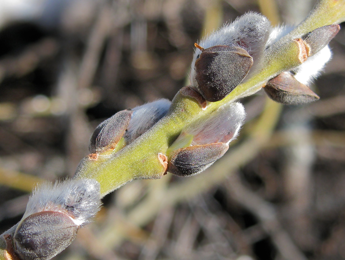 Изображение особи Salix cinerea.