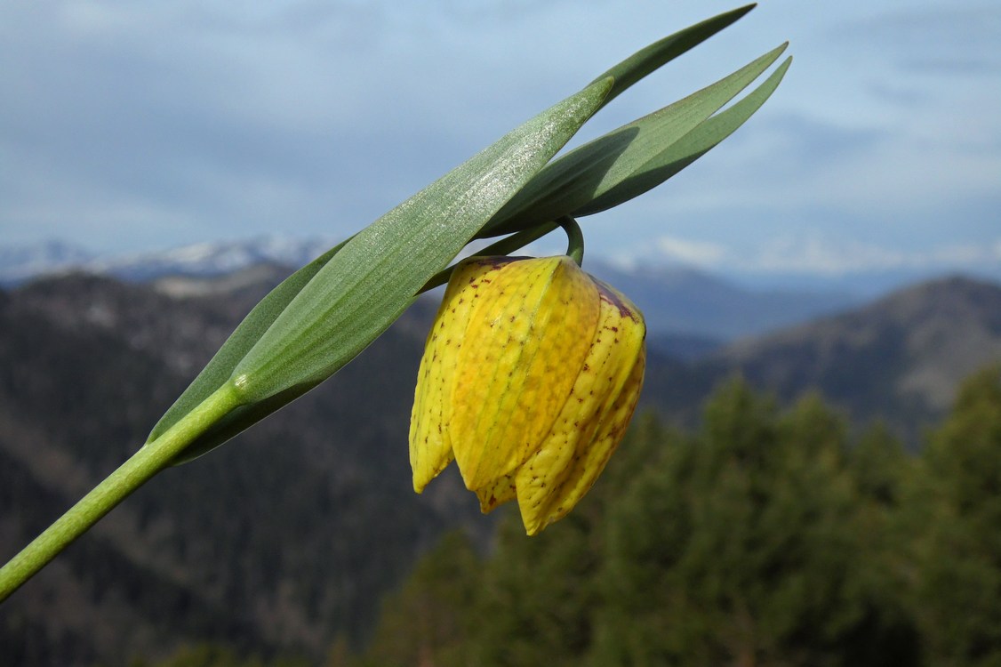 Image of Fritillaria ophioglossifolia specimen.