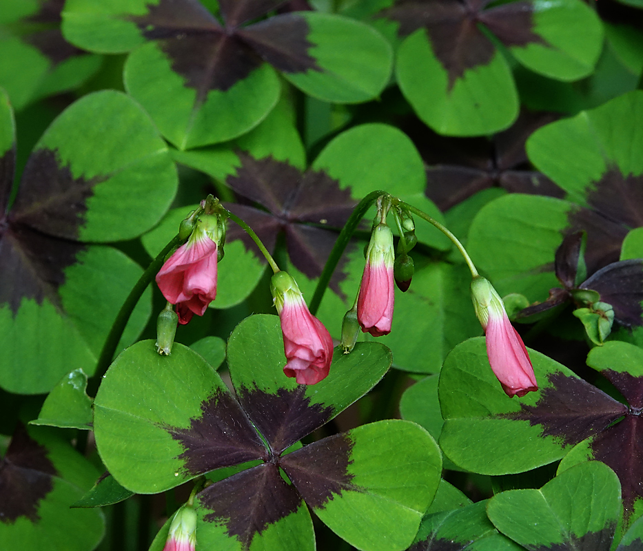 Image of Oxalis tetraphylla specimen.