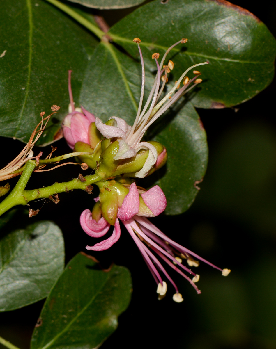 Image of Schotia latifolia specimen.