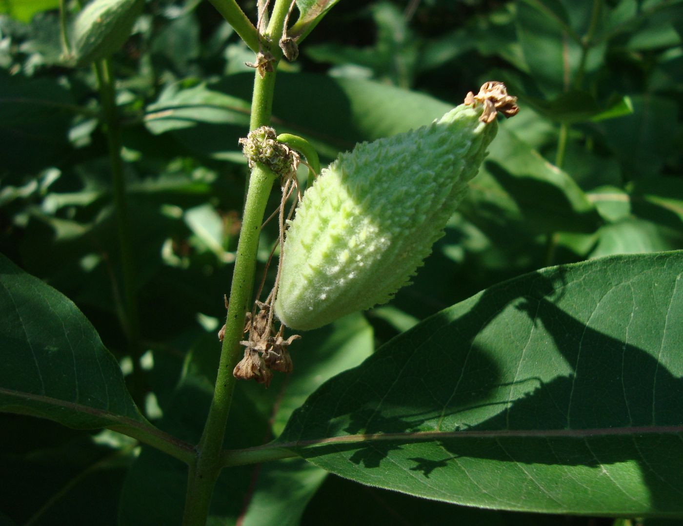 Изображение особи Asclepias syriaca.