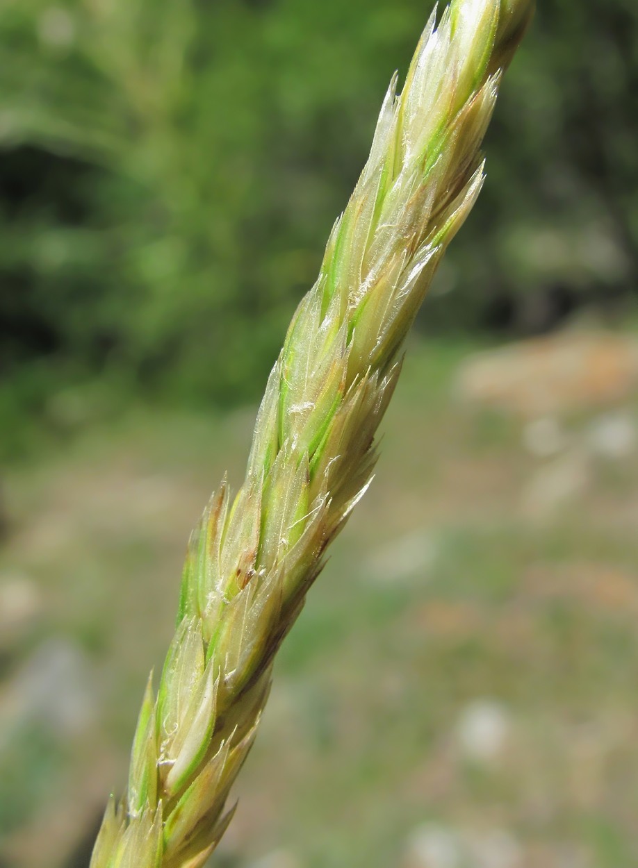 Изображение особи семейство Poaceae.