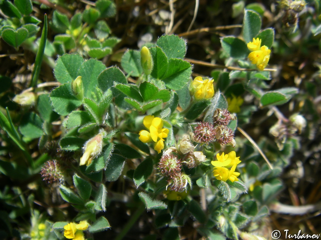 Image of Medicago minima specimen.