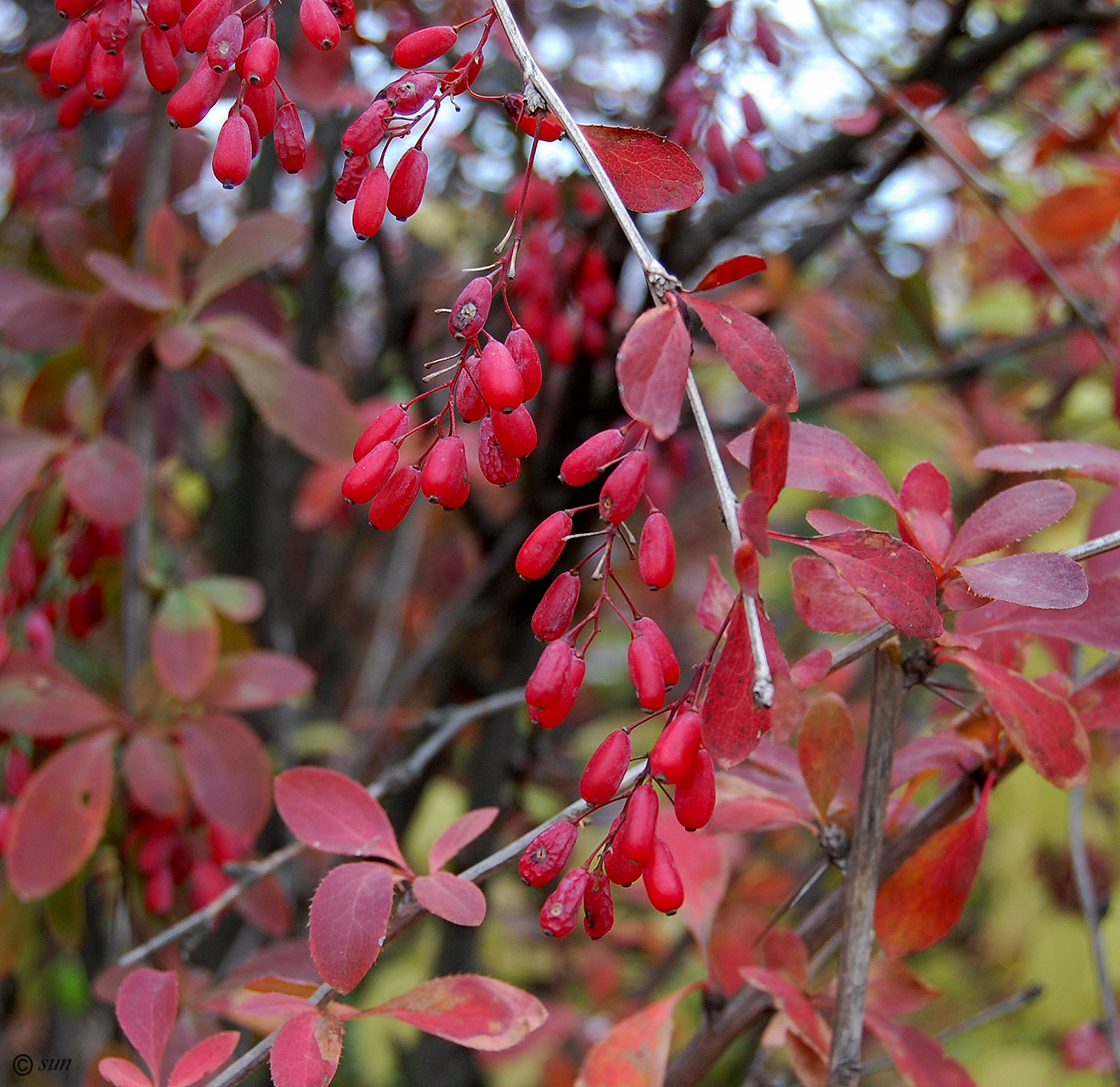 Барбарис обыкновенный Berberis vulgaris