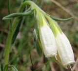 Onosma volgensis. Цветки. Республика Татарстан, г. Бавлы. 06.05.2010.