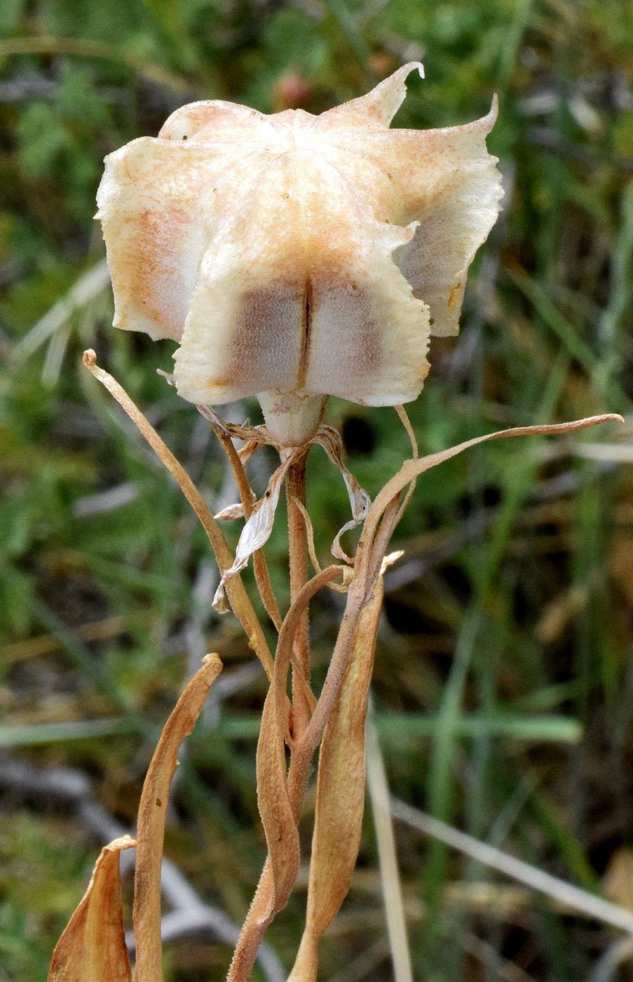 Image of Rhinopetalum bucharicum specimen.