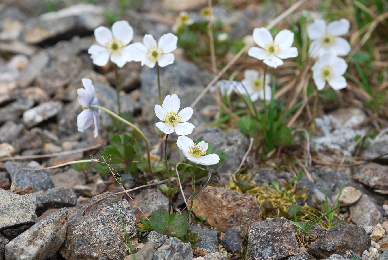 Image of Anemone parviflora specimen.