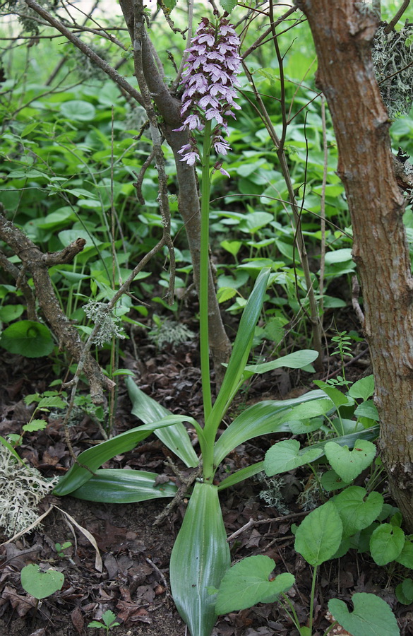 Image of Orchis purpurea specimen.