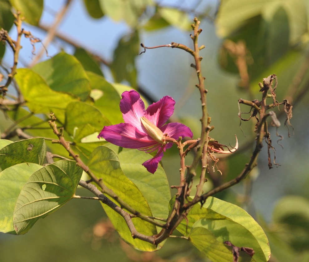 Изображение особи род Bauhinia.