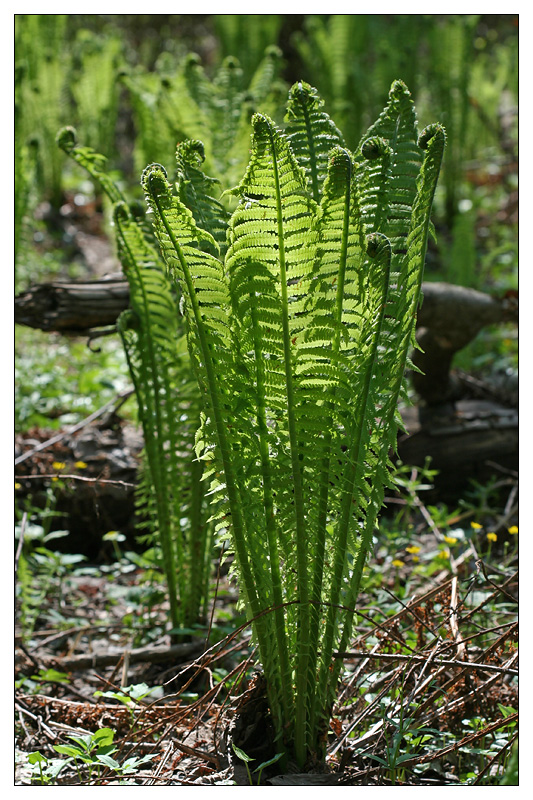 Image of Matteuccia struthiopteris specimen.