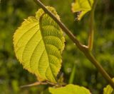 Actinidia kolomikta. Лист (абаксиальная сторона). Пермский край, пос. Юго-Камский, частное подворье, в культуре. 24 июня 2018 г.