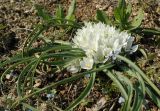 Ornithogalum fimbriatum