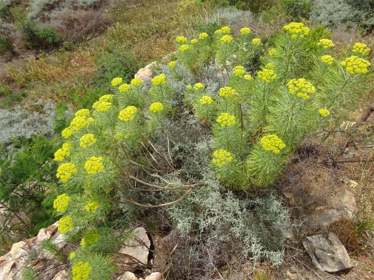 Изображение особи Hymenolepis crithmifolia.