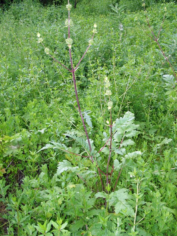 Image of Phlomoides hissarica specimen.