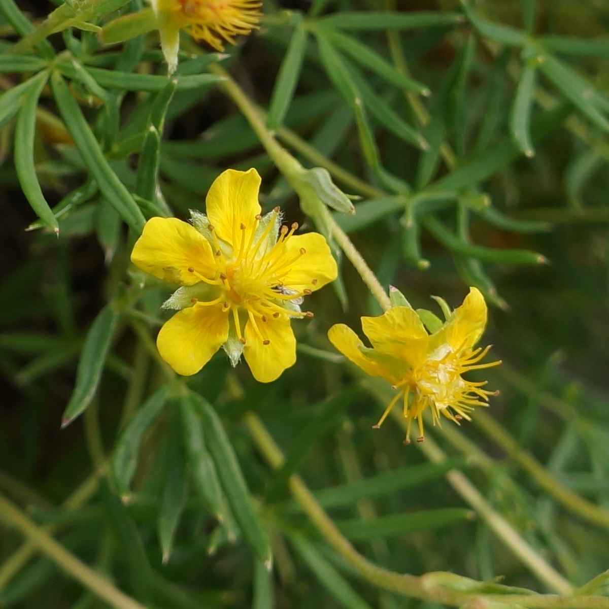 Image of Potentilla biflora specimen.