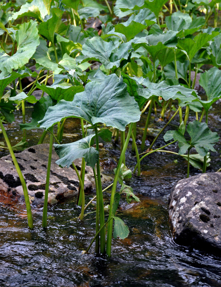 Image of Petasites radiatus specimen.