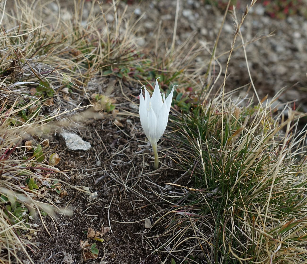 Image of Crocus vallicola specimen.