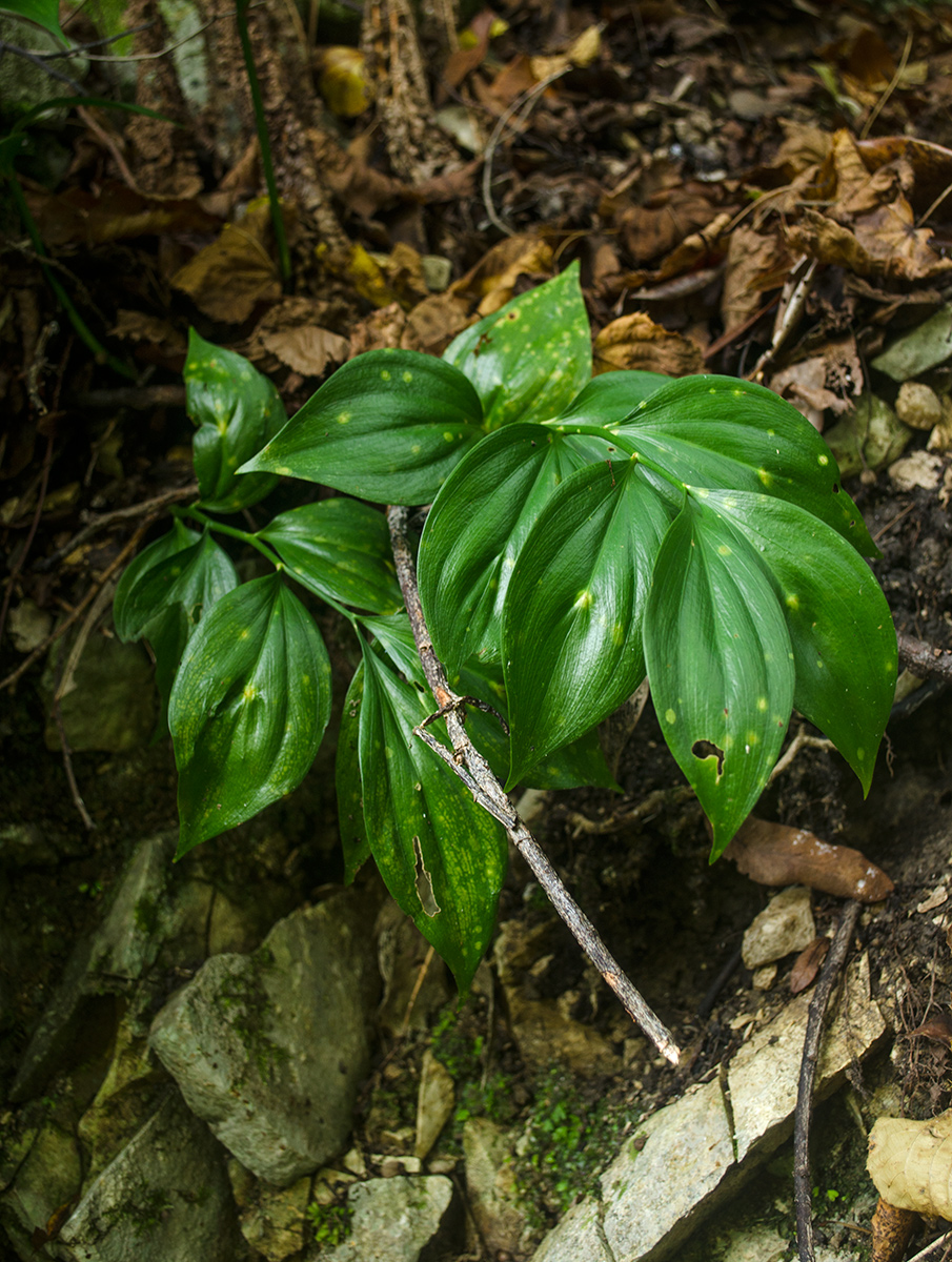 Изображение особи Ruscus colchicus.