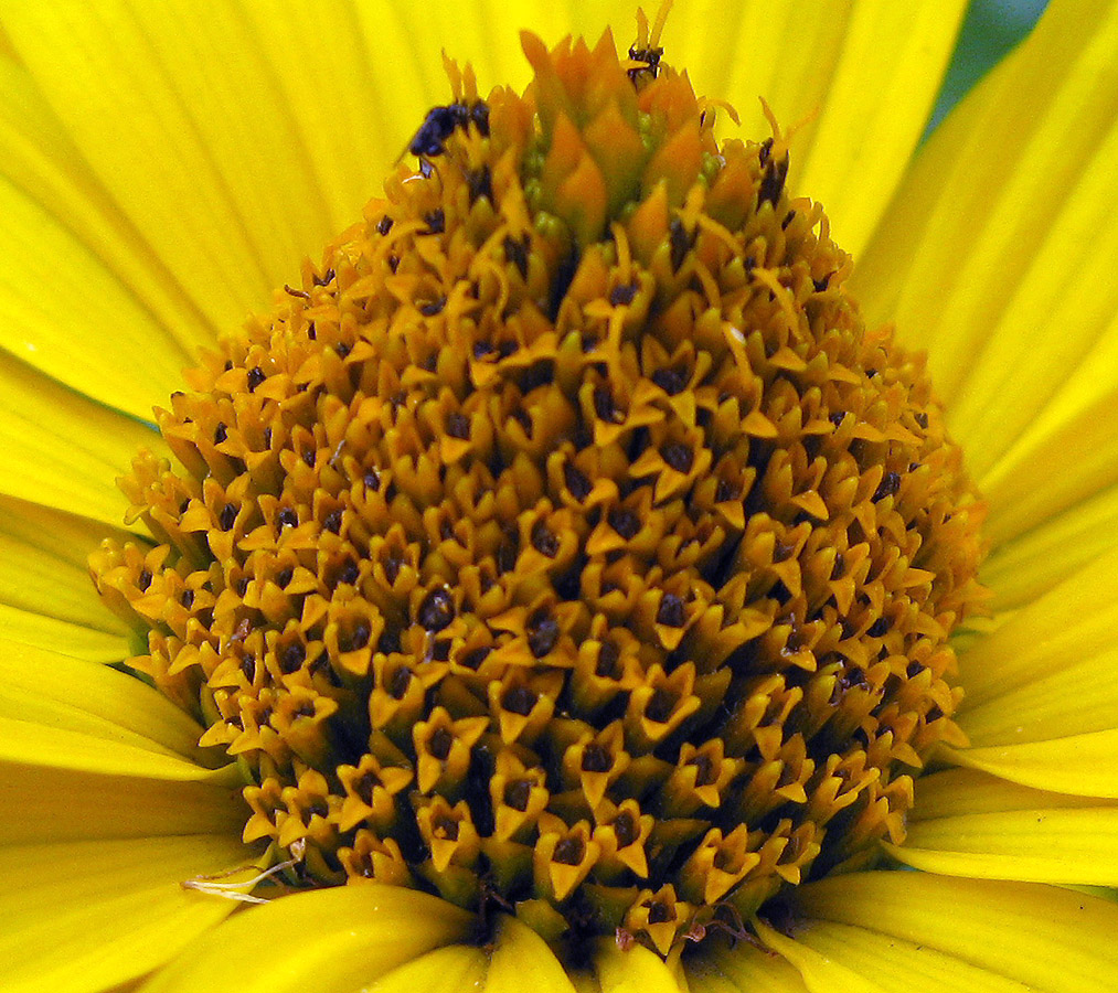 Image of Heliopsis helianthoides ssp. scabra specimen.