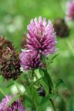 Trifolium pratense. Соцветие. Карельский перешеек, окр. Сертолово, на просеке газопровода. 14.07.2019.