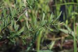Смотреть изображение Salix rosmarinifolia