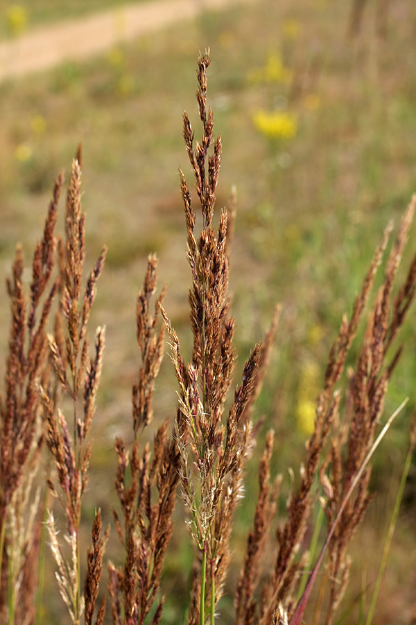 Image of Calamagrostis epigeios specimen.