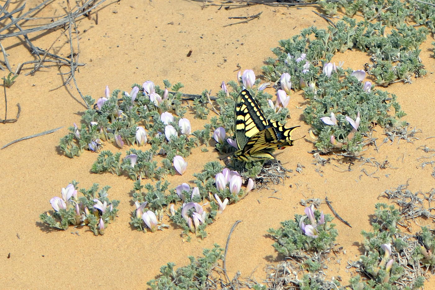 Изображение особи Astragalus ammodytes.