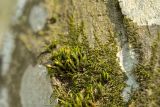 genus Orthotrichum