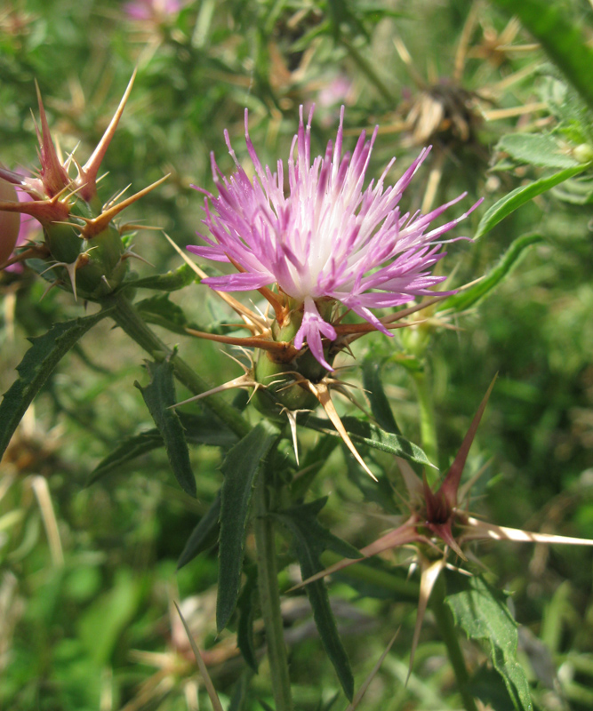 Image of Centaurea calcitrapa specimen.