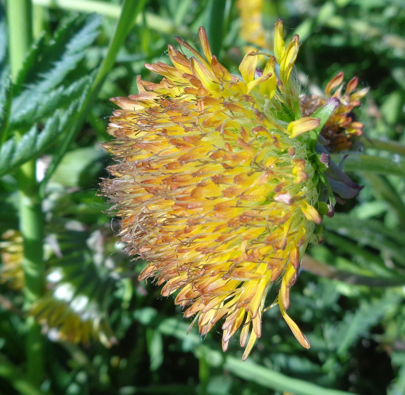 Image of Taraxacum officinale specimen.