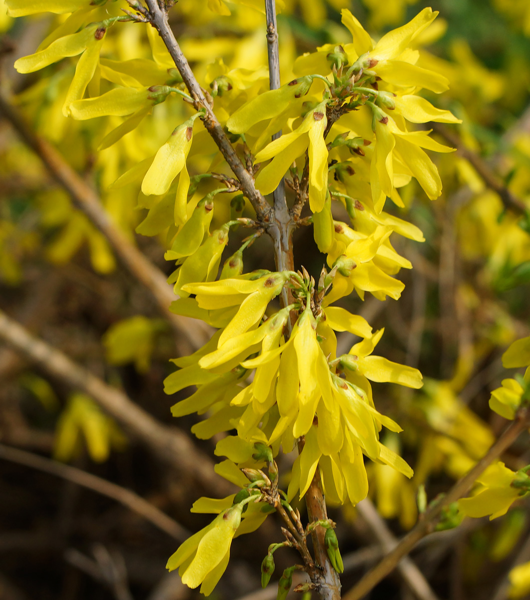 Image of genus Forsythia specimen.