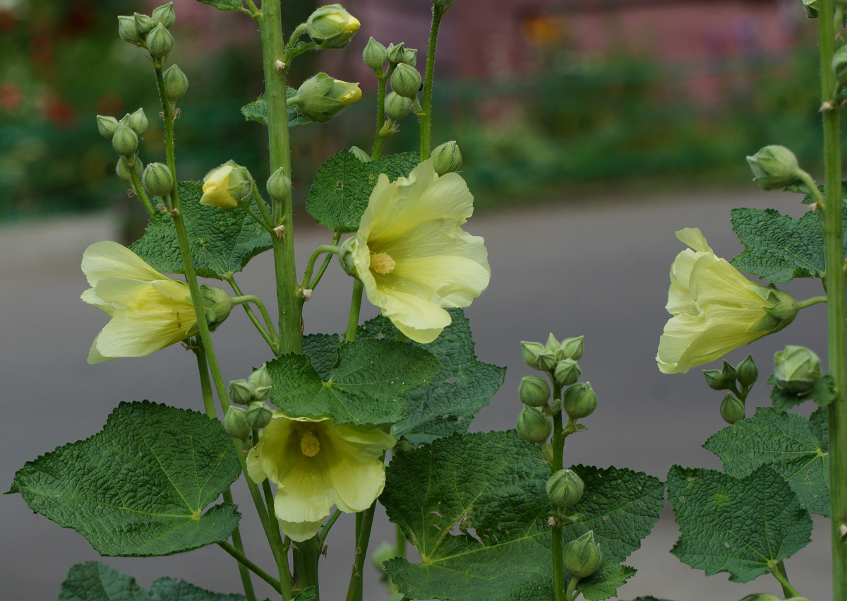 Image of Alcea rugosa specimen.