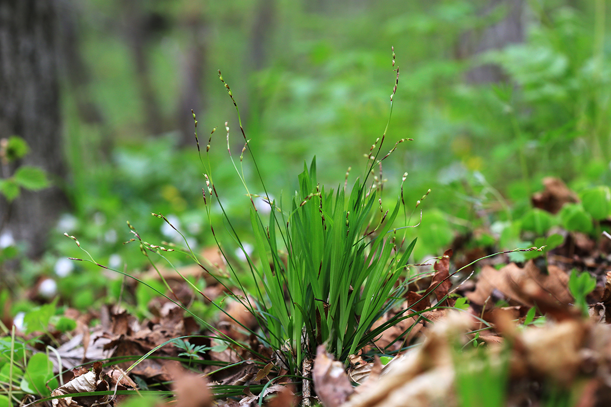 Image of Carex quadriflora specimen.