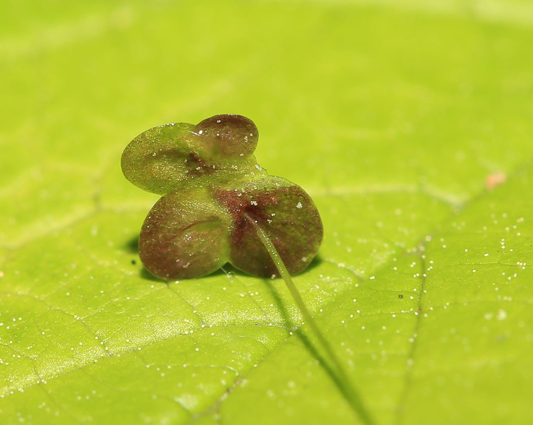 Изображение особи Lemna japonica.