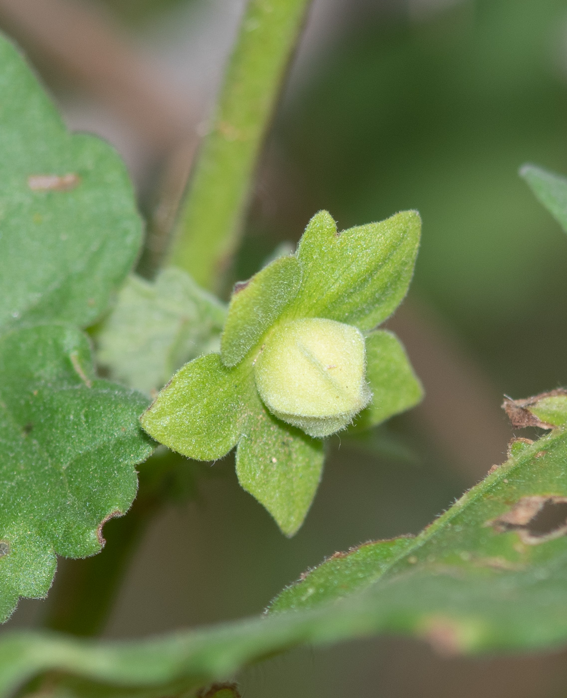 Image of Pavonia burchellii specimen.