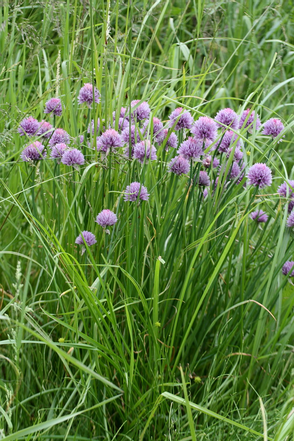 Image of Allium schoenoprasum specimen.