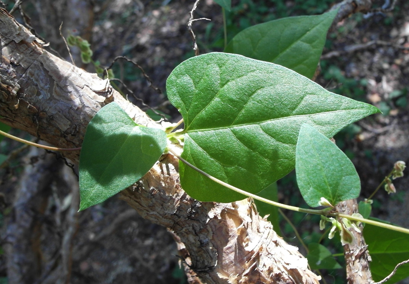 Image of Fallopia dumetorum specimen.