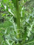 Cirsium elbrusense