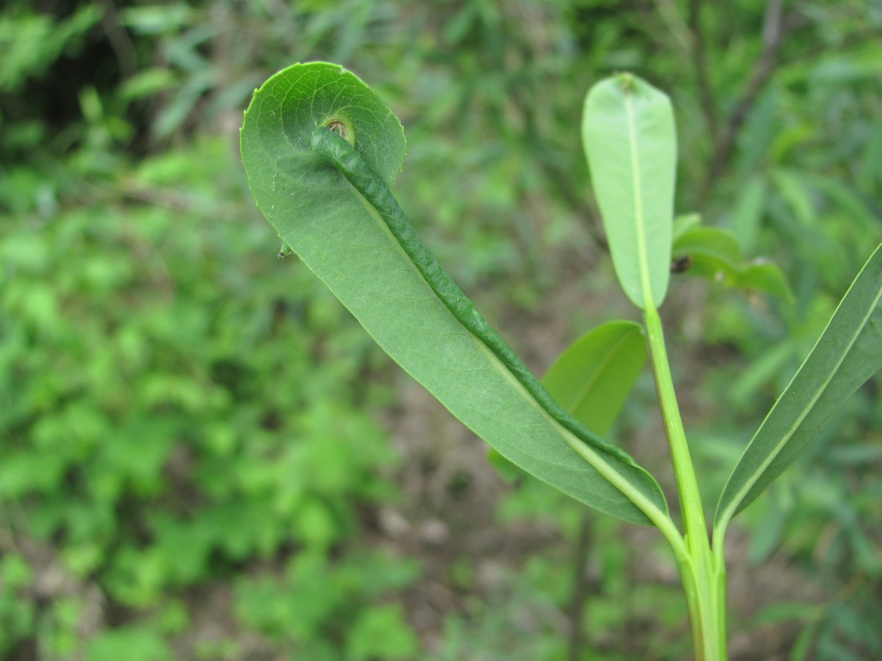 Изображение особи Salix elbursensis.