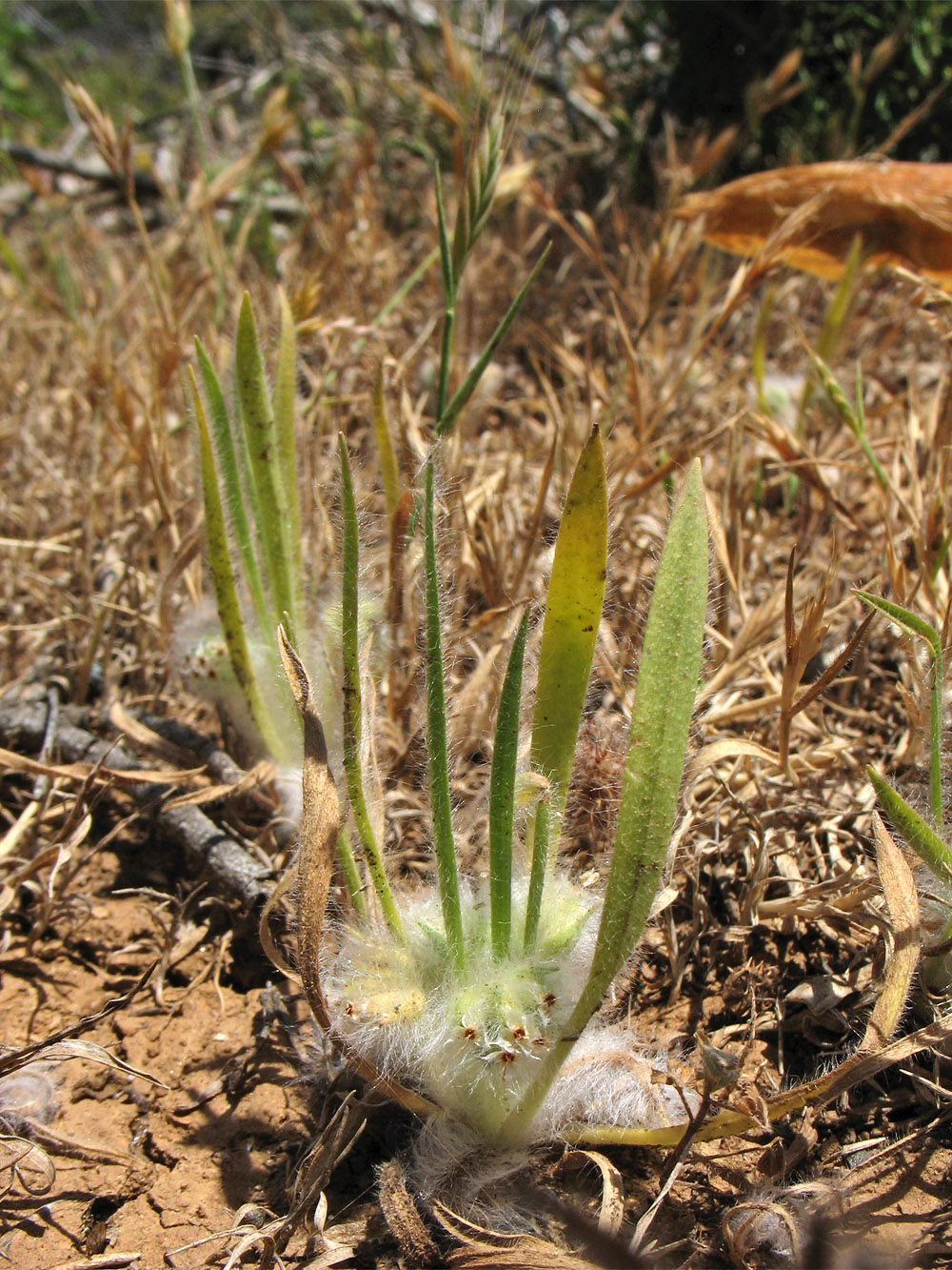 Image of Plantago cretica specimen.