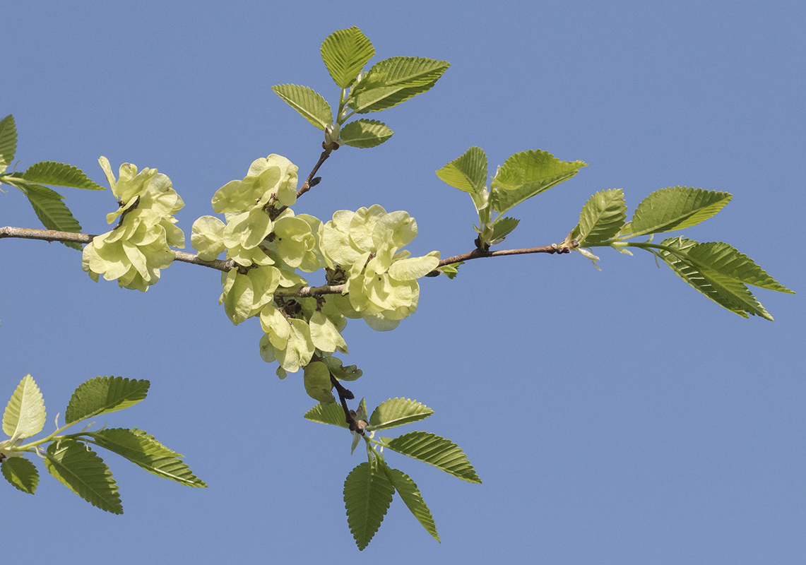 Изображение особи Ulmus pumila.