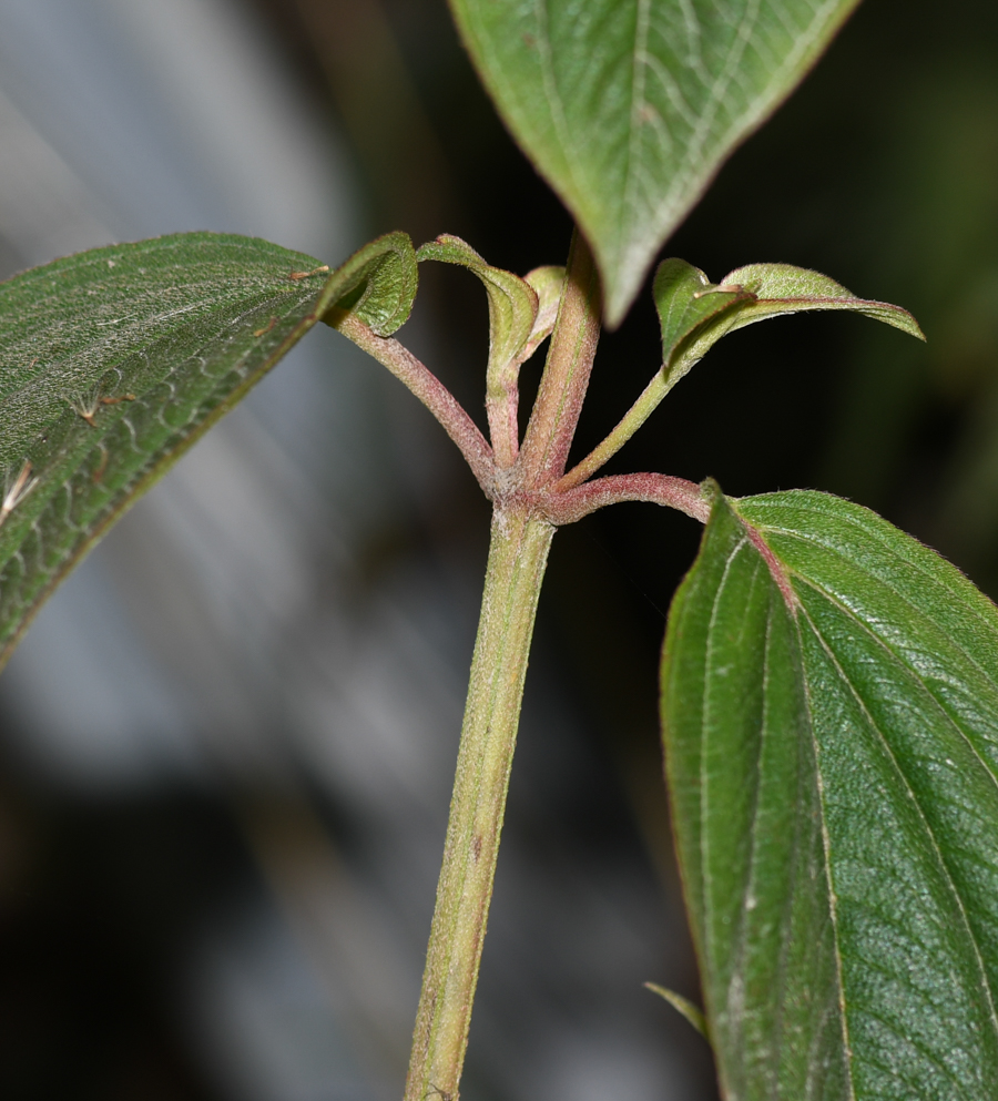 Image of familia Melastomataceae specimen.