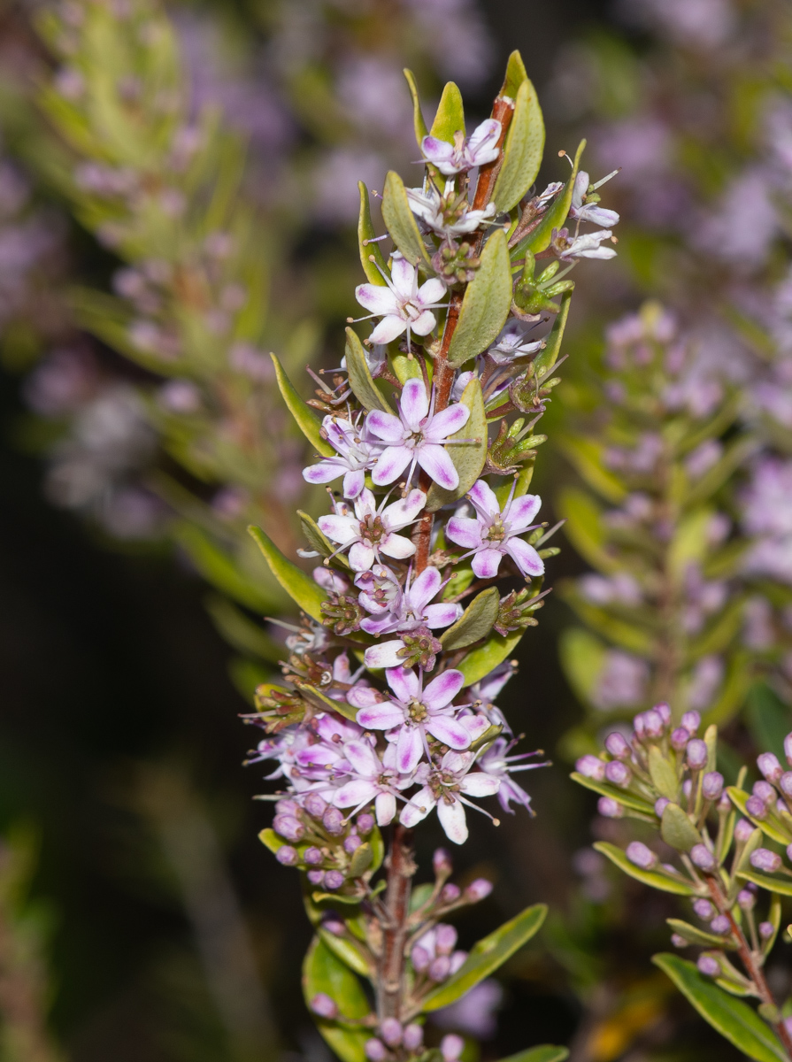 Image of Agathosma ovata specimen.