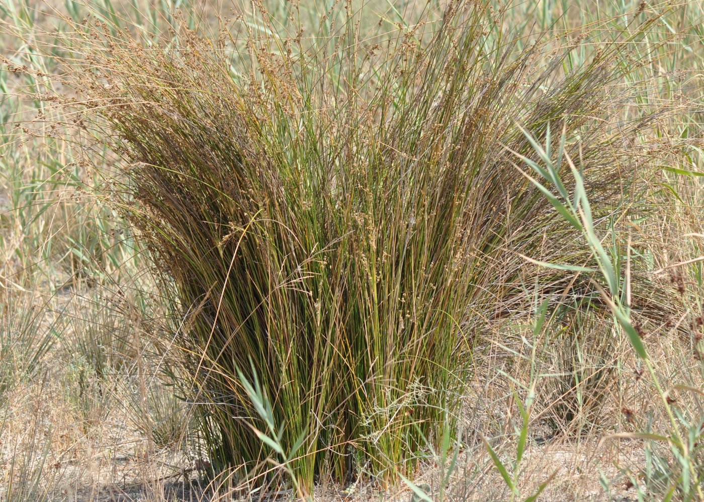 Изображение особи Juncus maritimus.