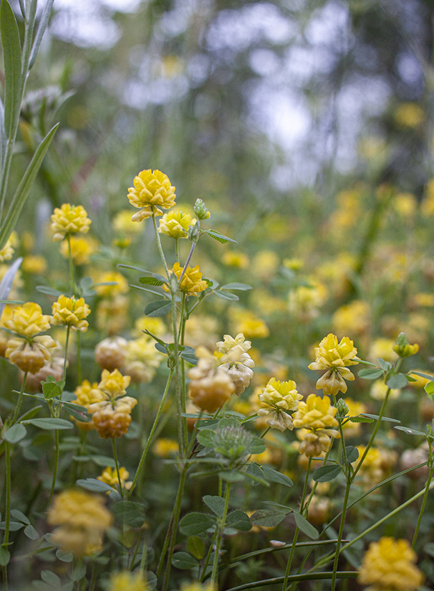 Изображение особи Trifolium campestre.