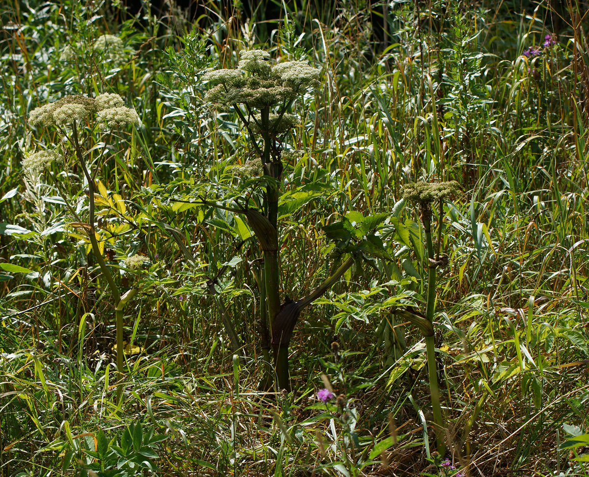 Image of Angelica sylvestris specimen.