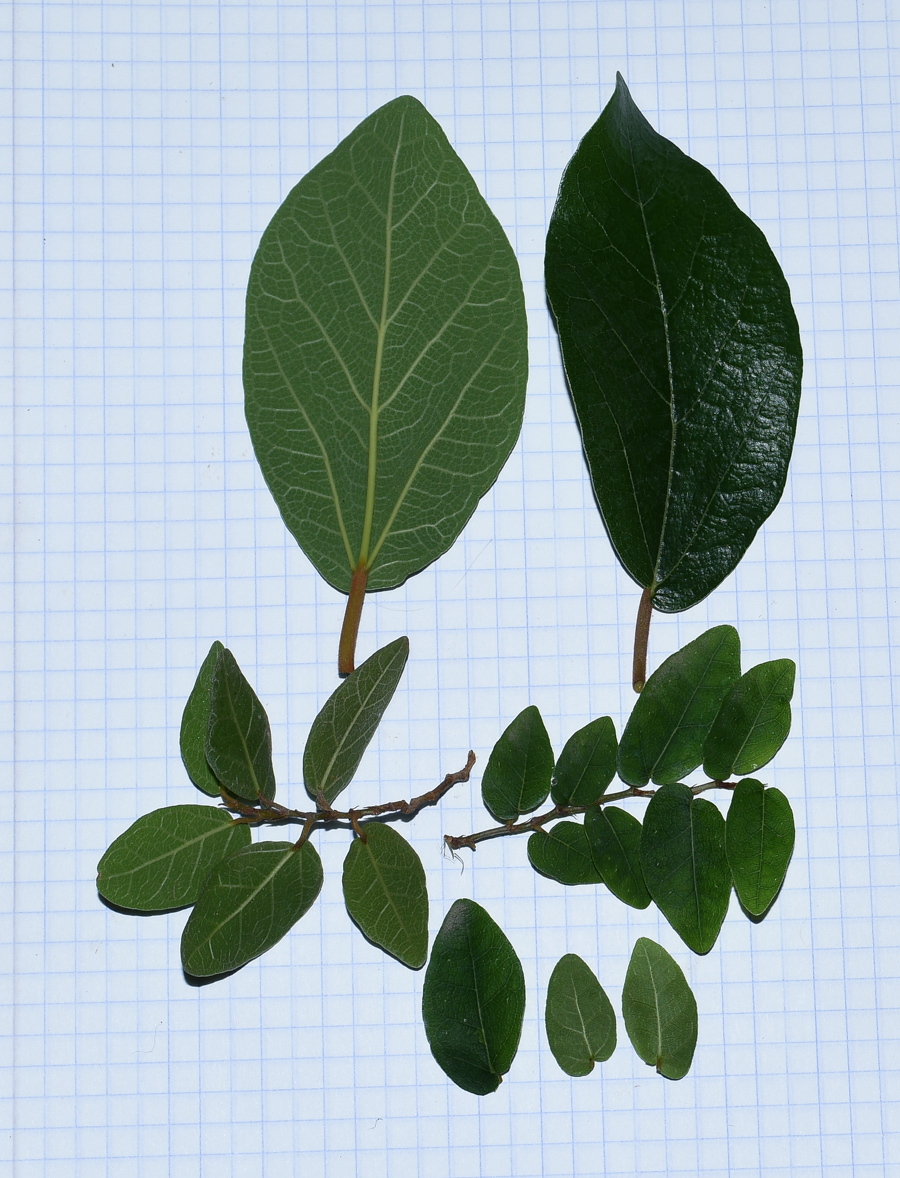 Image of Ficus pumila specimen.