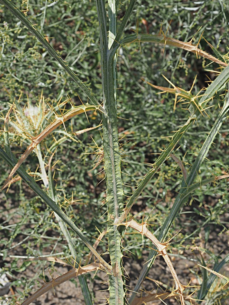 Image of Picnomon acarna specimen.