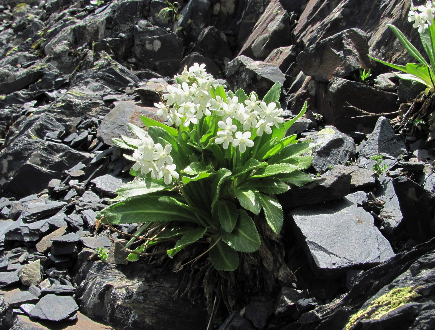 Image of Primula bayernii specimen.